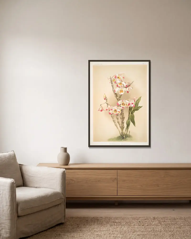 Dendrobium wardianum. av Frederick Sander inramad på en vägg