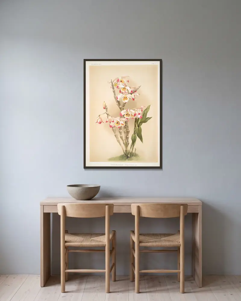 Dendrobium wardianum. av Frederick Sander inramad på en vägg