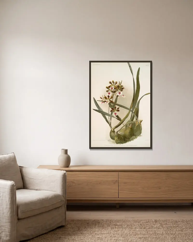 Epidendrum atro-purpureum var randianum von Frederick Sander gerahmt an einer Wand