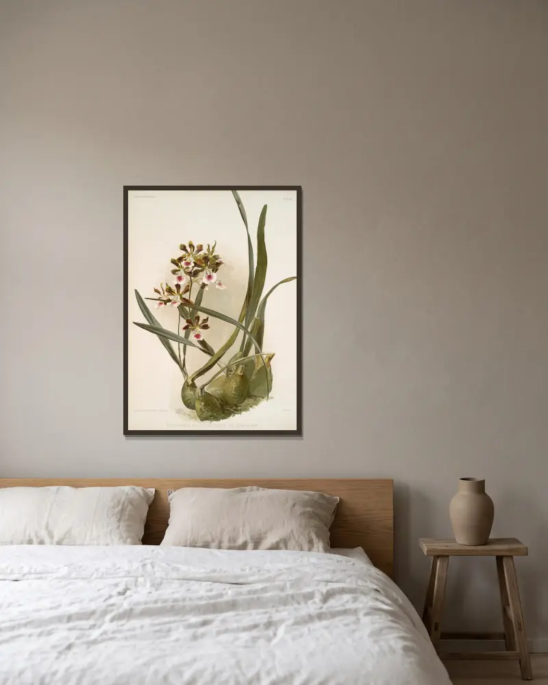 Epidendrum atro-purpureum var randianum von Frederick Sander gerahmt an einer Wand