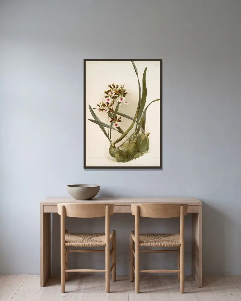 Epidendrum atro-purpureum var randianum von Frederick Sander gerahmt an einer Wand