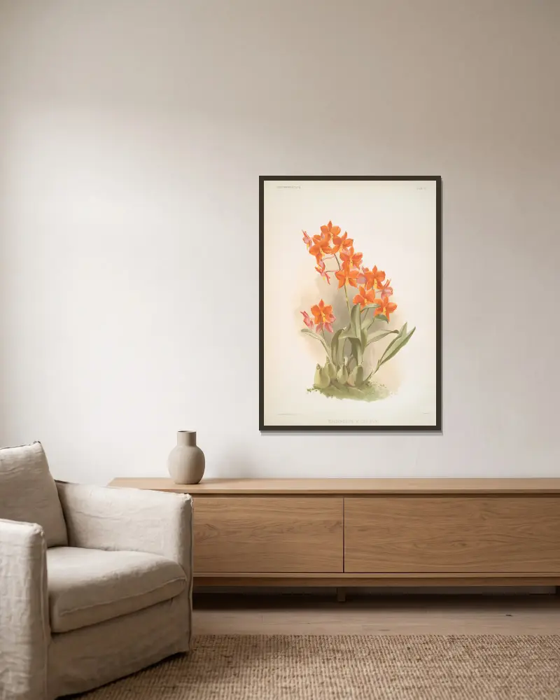 Epidendrum vitellinum. av Frederick Sander inramad på en vägg