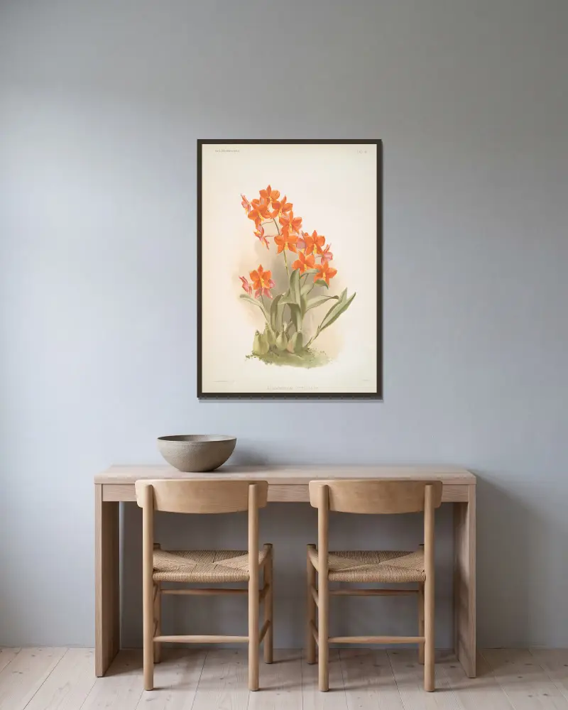 Epidendrum vitellinum. av Frederick Sander inramad på en vägg