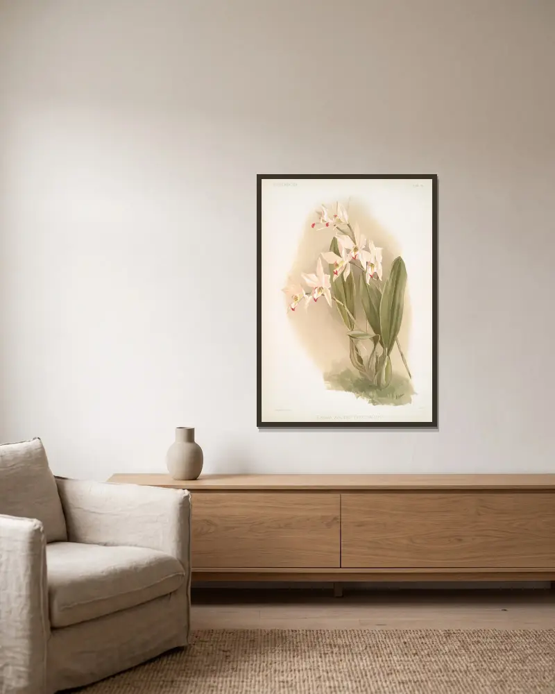 Laelia anceps Percivaliana. von Frederick Sander gerahmt an einer Wand