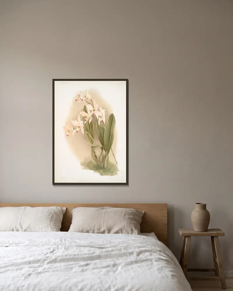 Laelia anceps Percivaliana. von Frederick Sander gerahmt an einer Wand