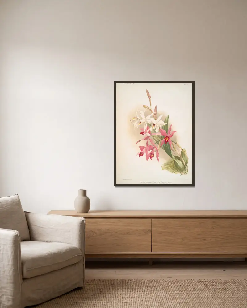 Laelia anceps Stella & Barkeriana. av Frederick Sander inramad på en vägg