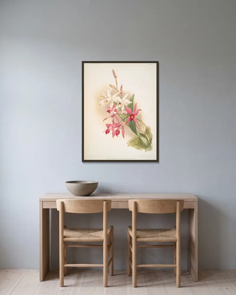 Laelia anceps Stella & Barkeriana. av Frederick Sander inramad på en vägg
