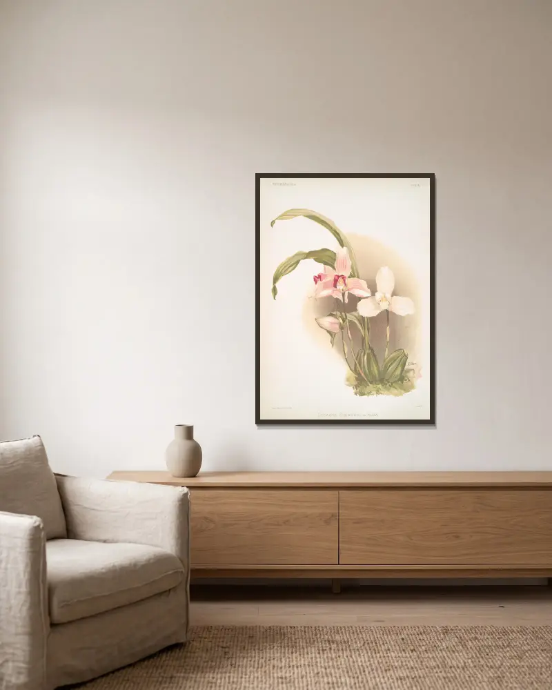 Lycaste skinneri & alba. av Frederick Sander inramad på en vägg