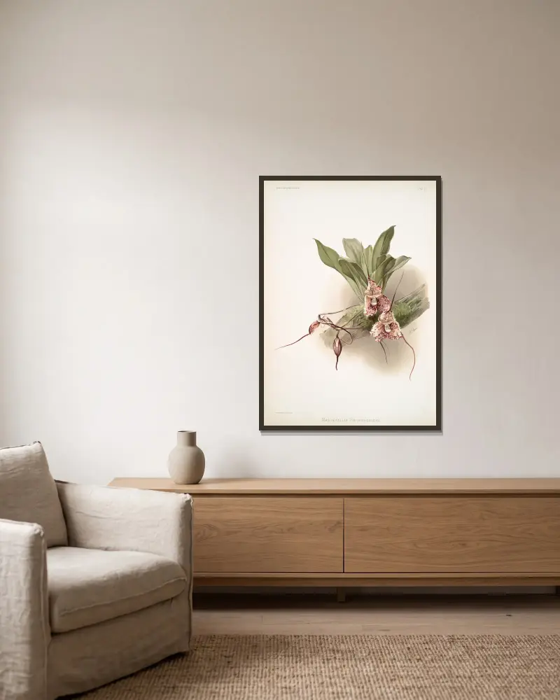 Masdevallia backhousiana. av Frederick Sander inramad på en vägg