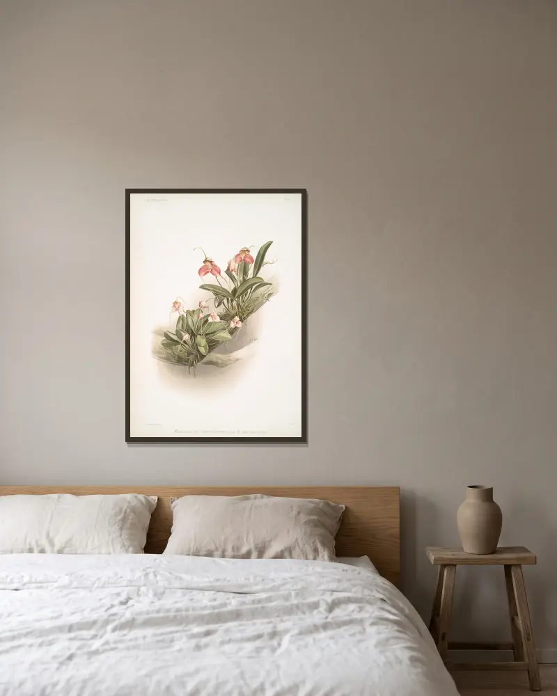 Masdevallia shuttleworthii and M. xanthocorys. av Frederick Sander inramad på en vägg