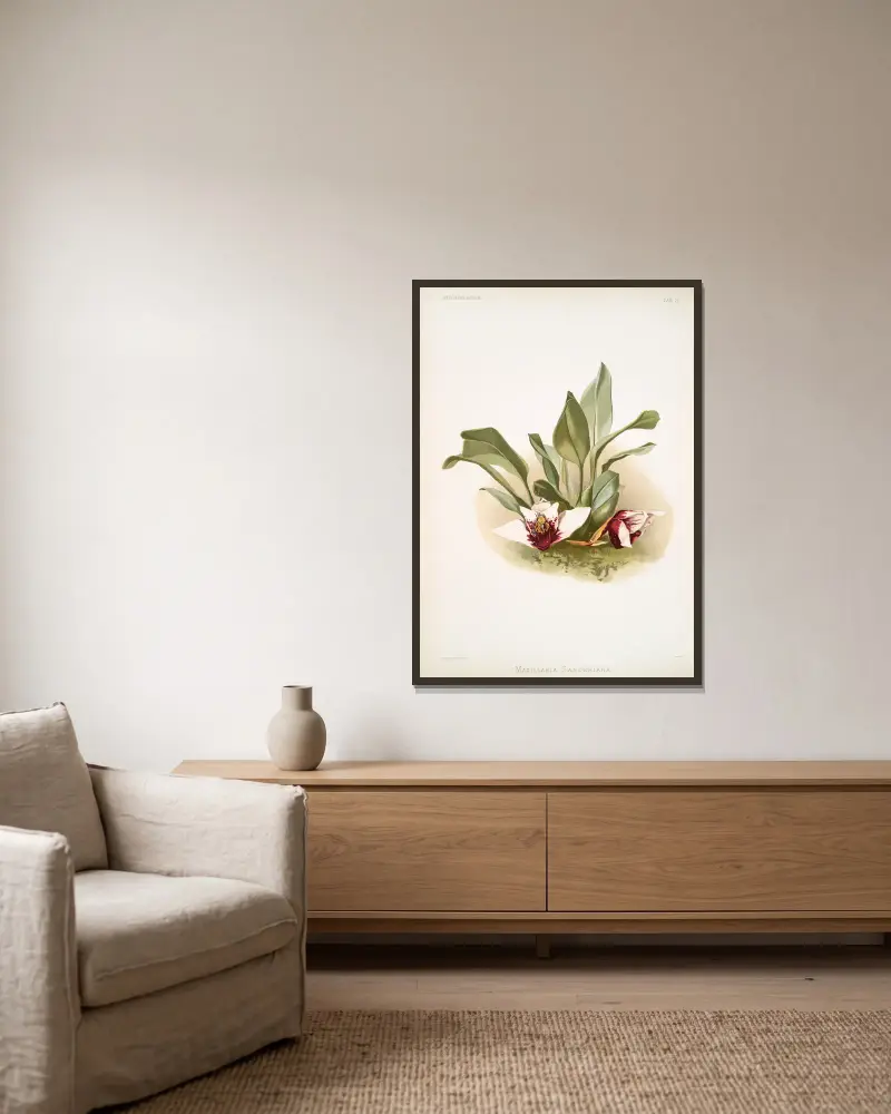 Maxillaria sanderiana. av Frederick Sander inramad på en vägg