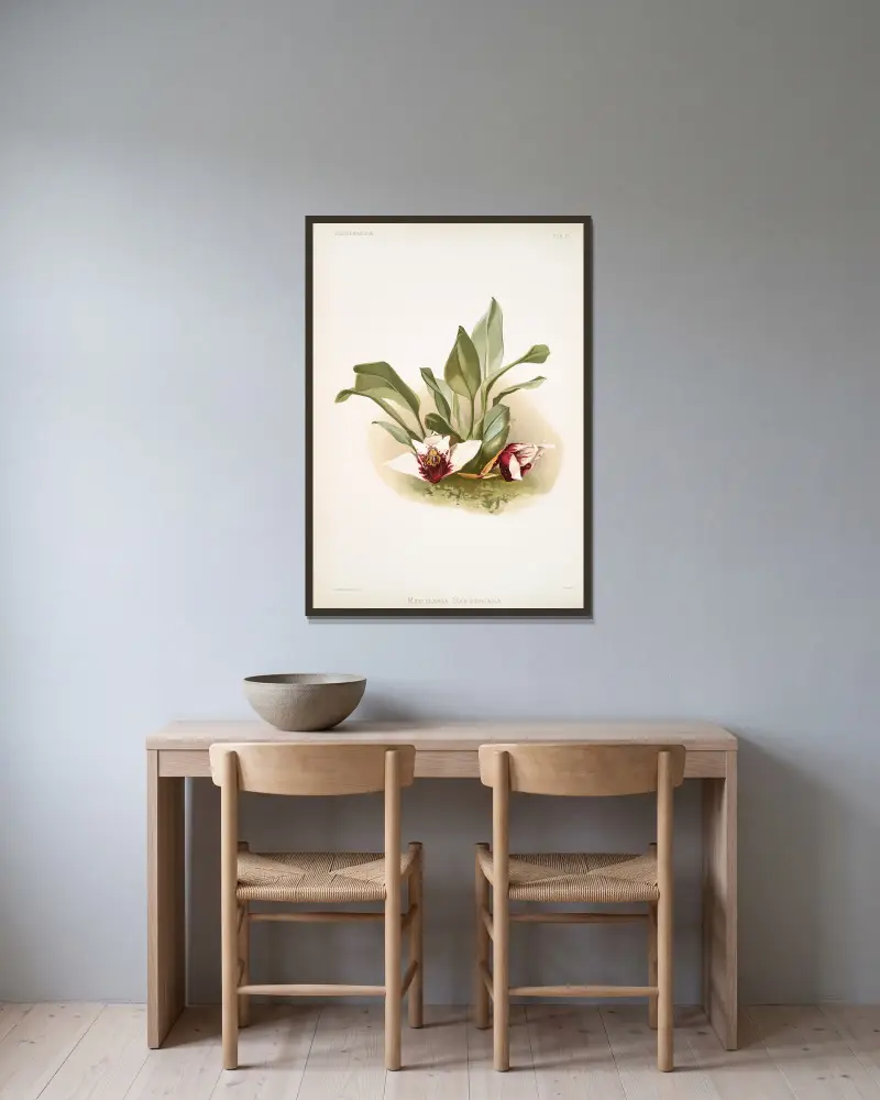 Maxillaria sanderiana. av Frederick Sander inramad på en vägg