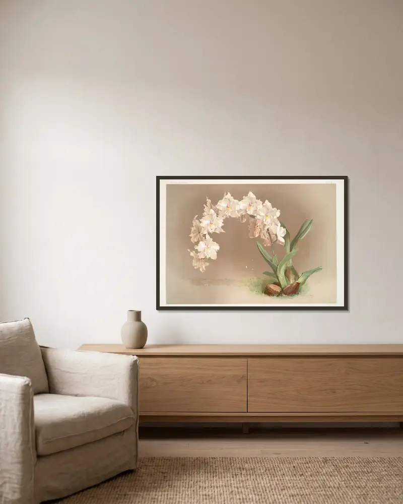 Odontoglossum crispum. av Frederick Sander inramad på en vägg