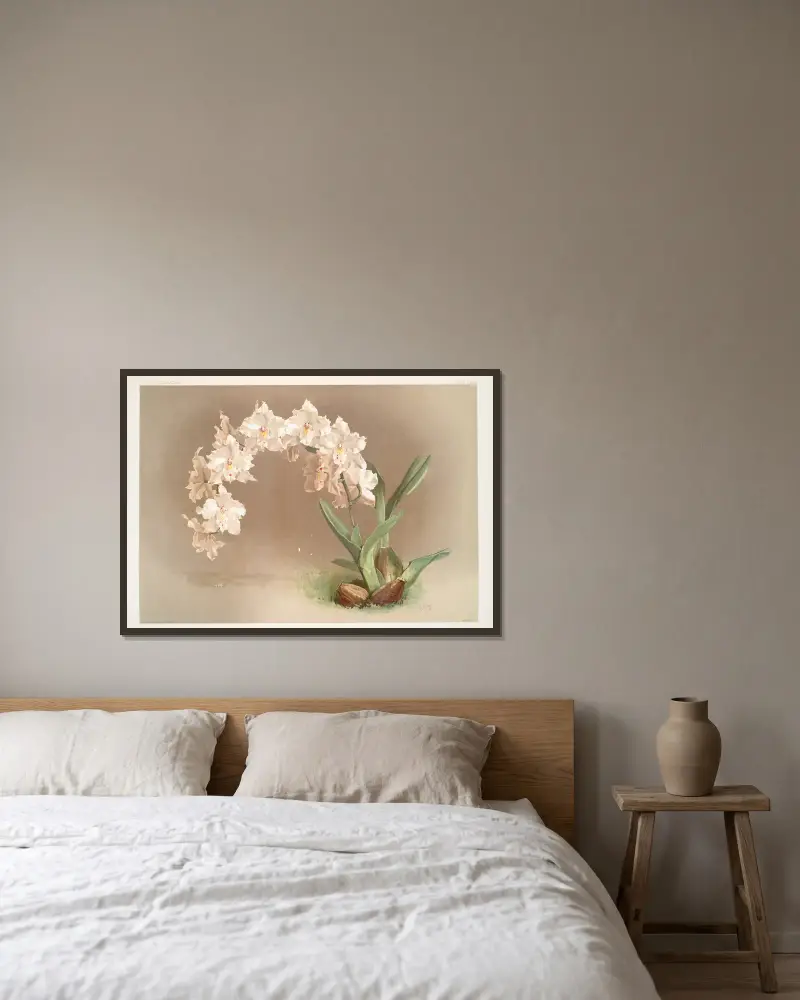 Odontoglossum crispum. av Frederick Sander inramad på en vägg
