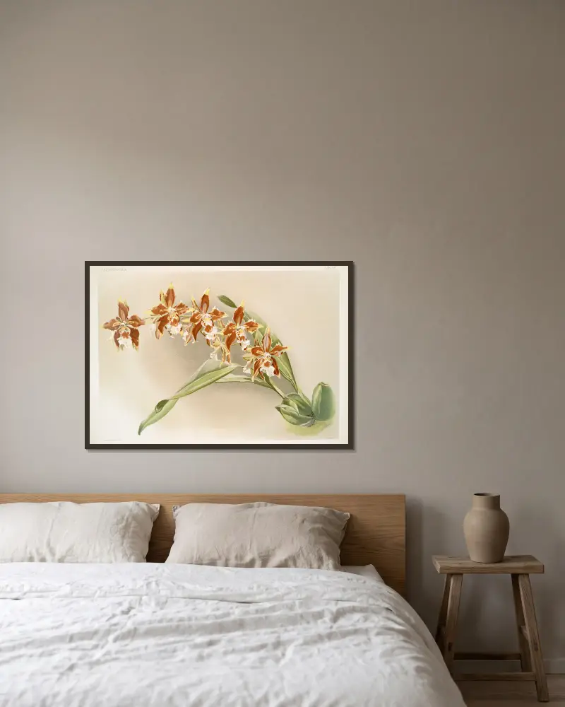 Odontoglossum luteo-purpureum. av Frederick Sander inramad på en vägg