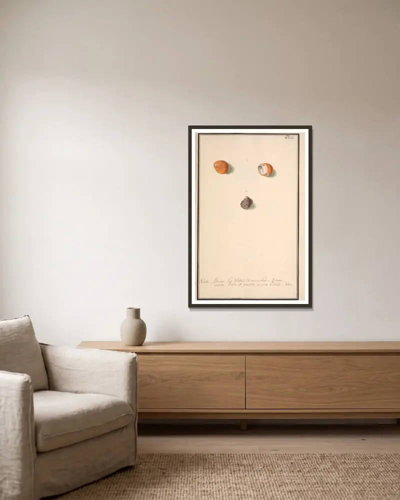 Conchylia picta ad naturam a pictore academico Pl.032 von Andreas Friedrich Happe gerahmt an einer Wand