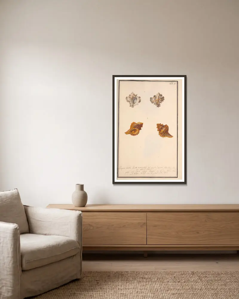 Conchylia picta ad naturam a pictore academico, Tafel 098 von Andreas Friedrich Happe gerahmt an einer Wand