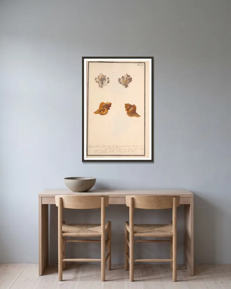 Conchylia picta ad naturam a pictore academico, Tafel 098 von Andreas Friedrich Happe gerahmt an einer Wand