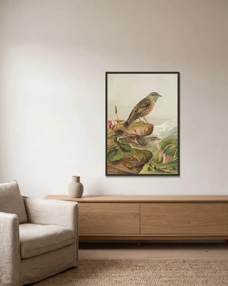 Accentor collaris von Johann Friedrich Naumann gerahmt an einer Wand