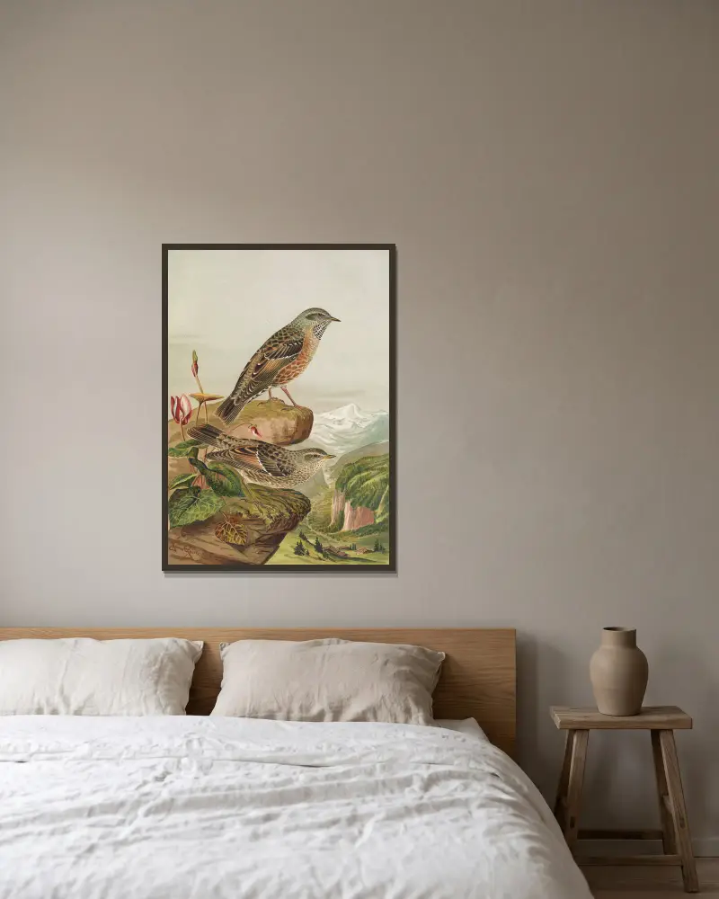 Accentor collaris von Johann Friedrich Naumann gerahmt an einer Wand
