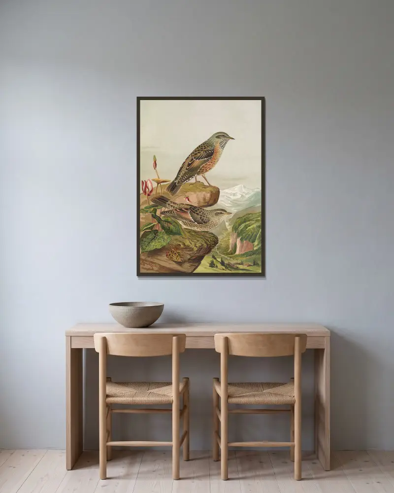 Accentor collaris von Johann Friedrich Naumann gerahmt an einer Wand