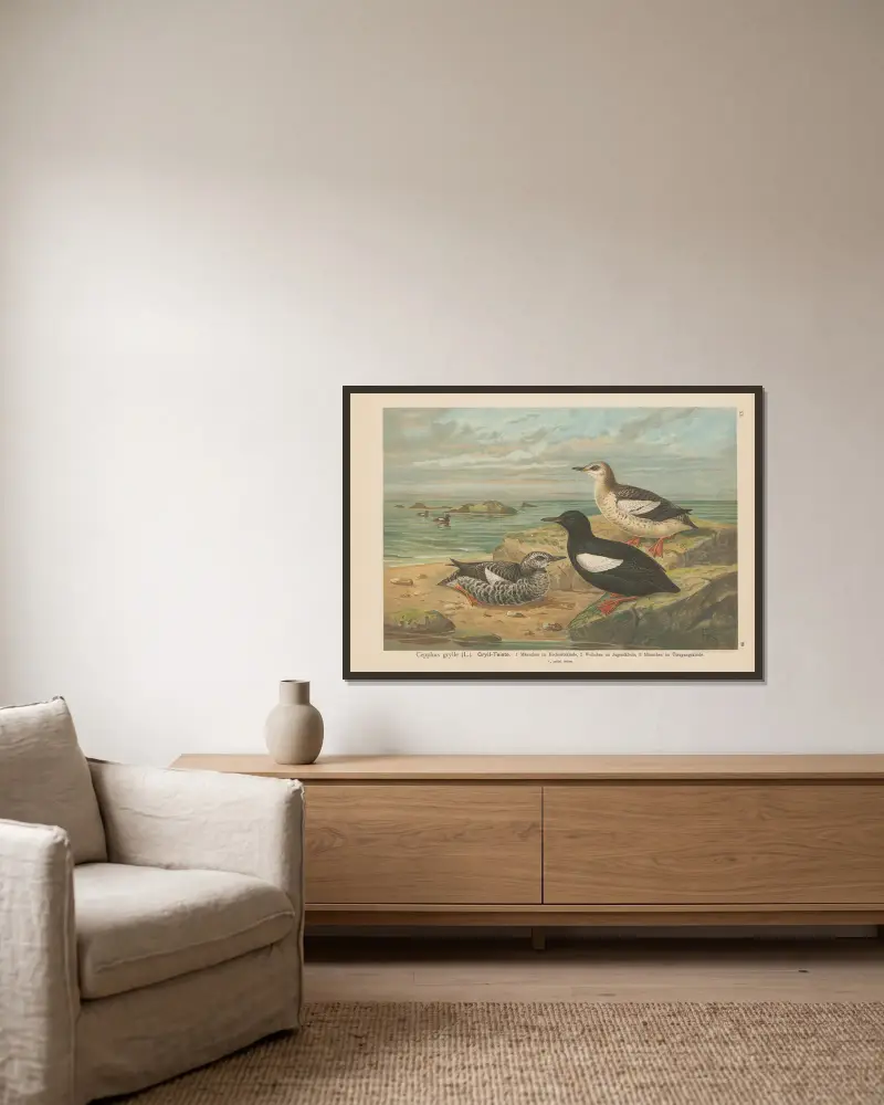 Cepphus grylle von Johann Friedrich Naumann gerahmt an einer Wand