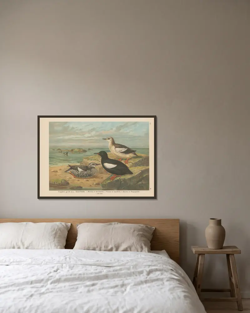 Cepphus grylle von Johann Friedrich Naumann gerahmt an einer Wand