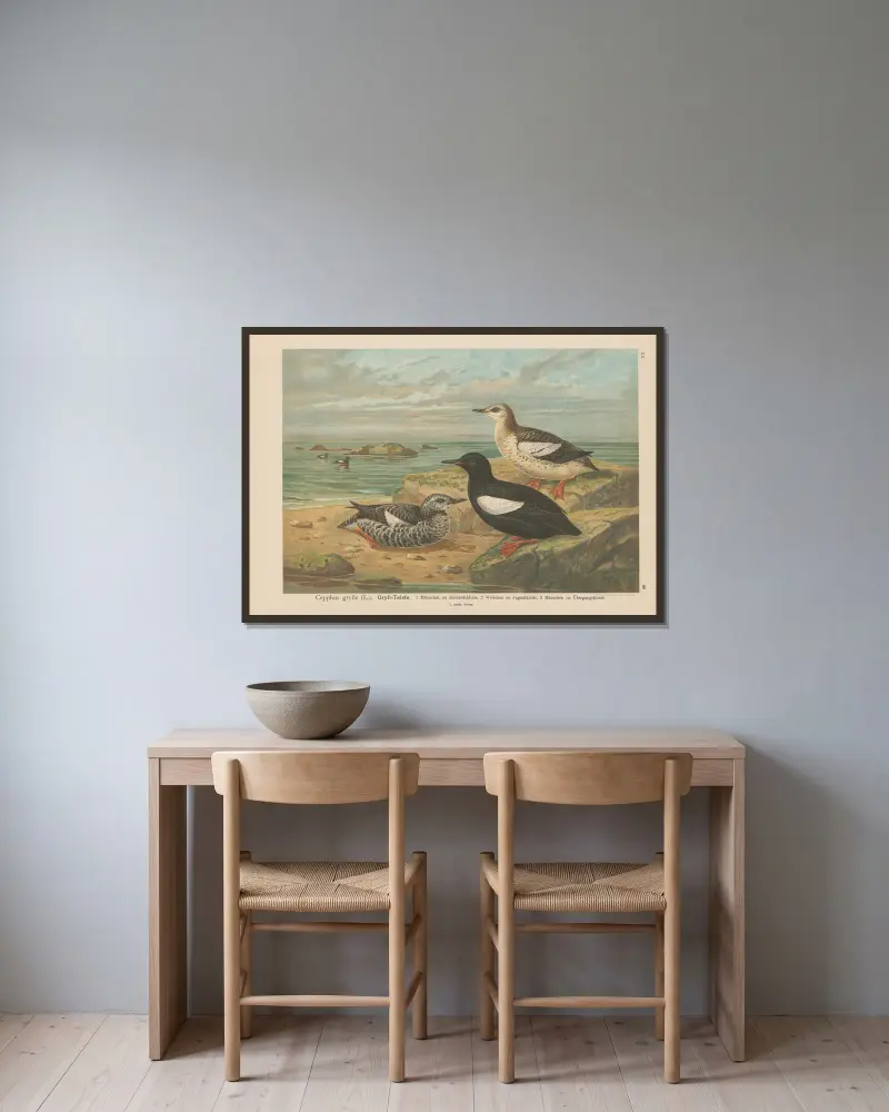 Cepphus grylle von Johann Friedrich Naumann gerahmt an einer Wand
