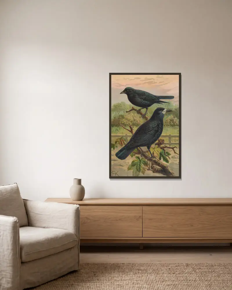 Corvus frugilegus av Johann Friedrich Naumann inramad på en vägg