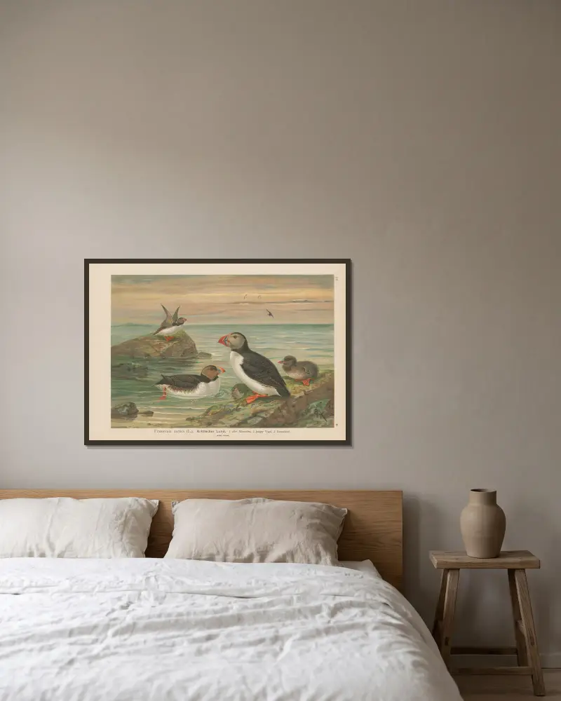 Fratercula arctica von Johann Friedrich Naumann gerahmt an einer Wand