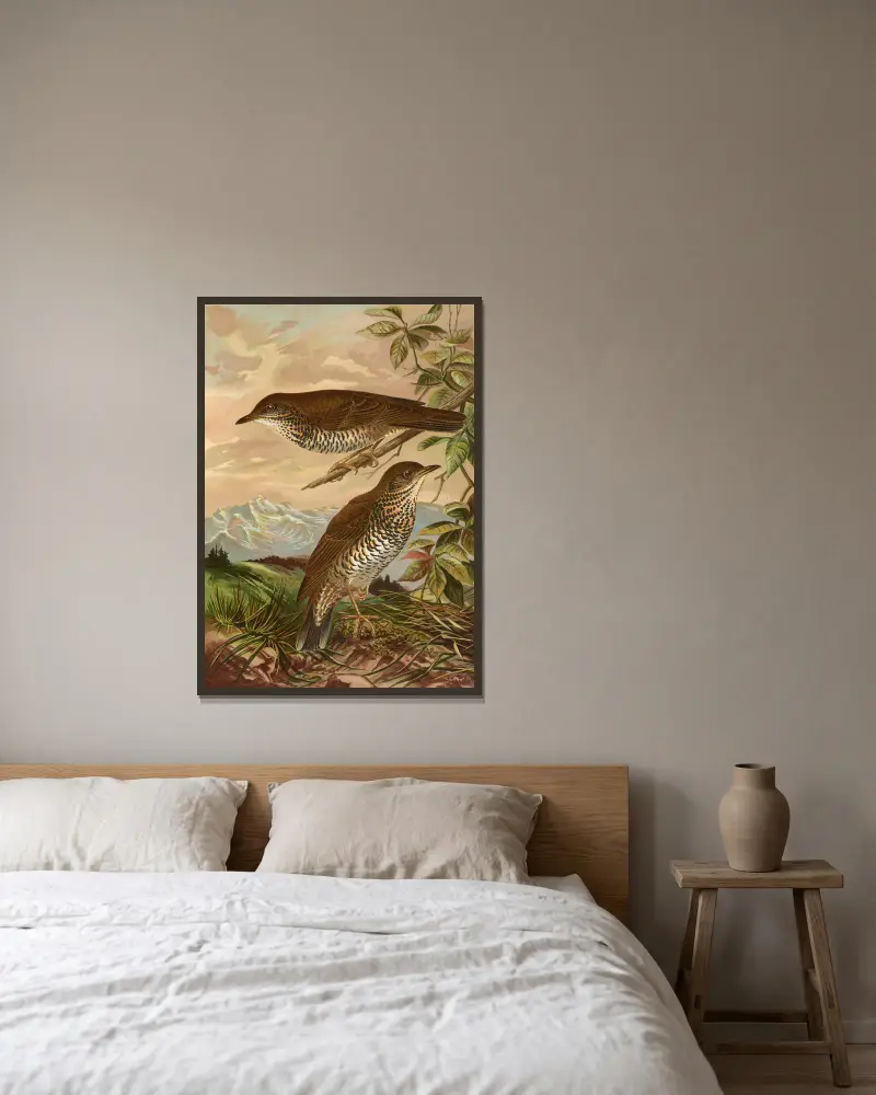 Geocichla mollissima von Johann Friedrich Naumann gerahmt an einer Wand