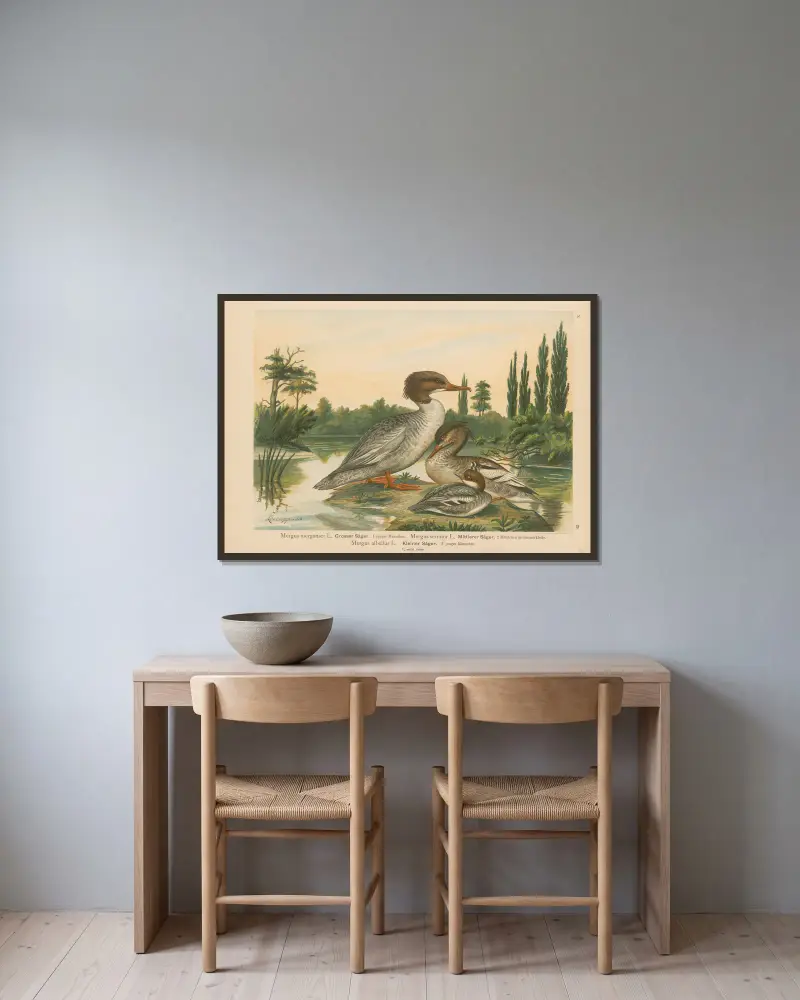 Mergus merganser, Mergus serrator, Mergus albellus – nr 2 av Johann Friedrich Naumann inramad på en vägg