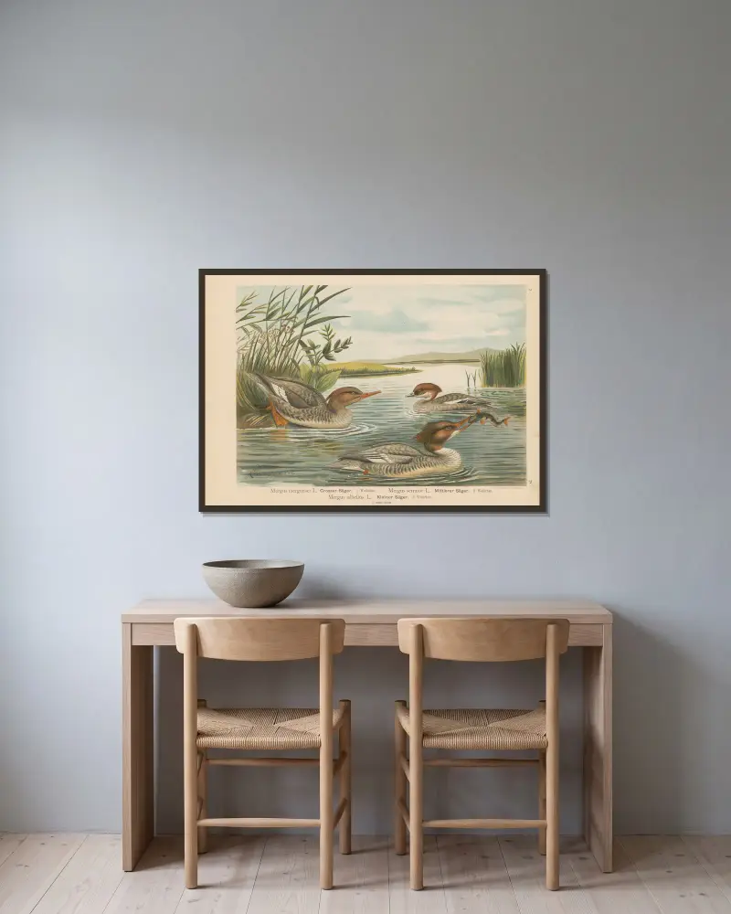 Mergus merganser, Mergus serrator, Mergus albellus – nr 1 av Johann Friedrich Naumann inramad på en vägg