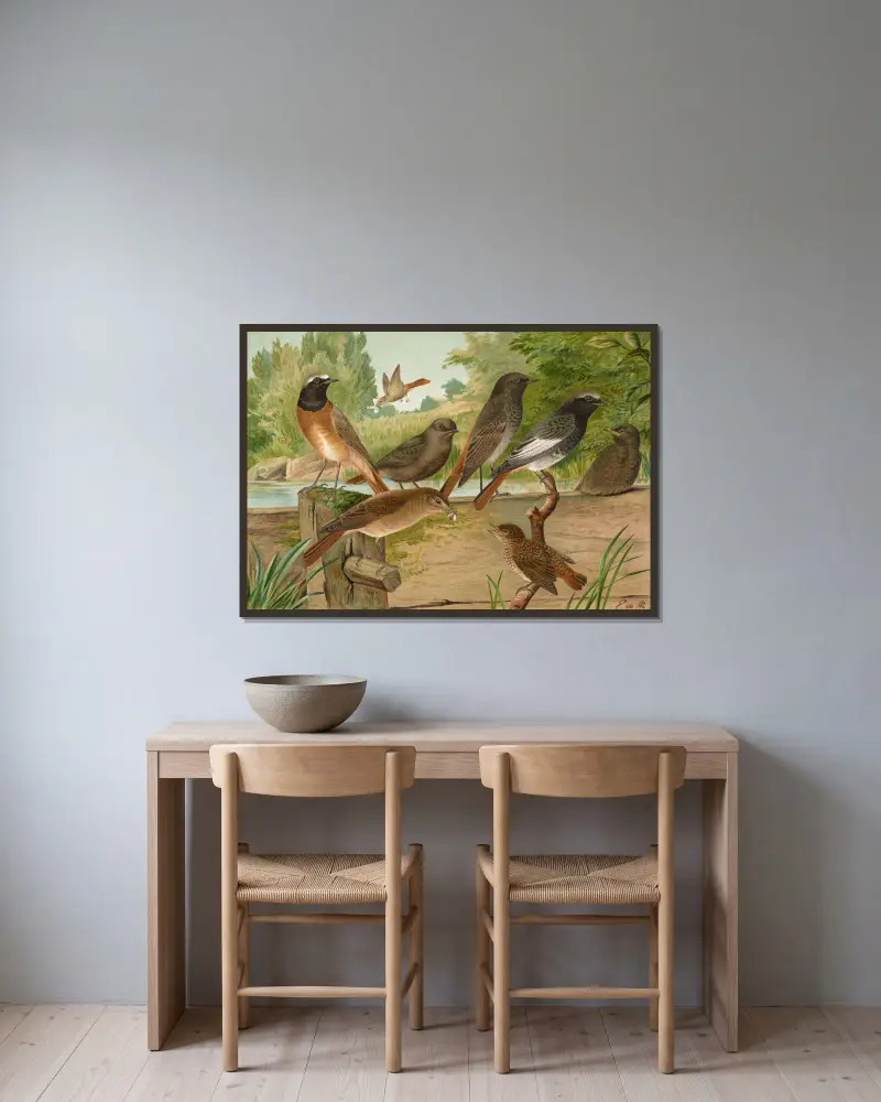 Ruticilla titys, Ruticilla phoenicurus av Johann Friedrich Naumann inramad på en vägg