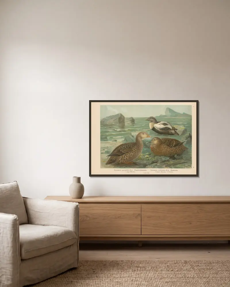 Somateria spectabilis, Somateria mollissima von Johann Friedrich Naumann gerahmt an einer Wand