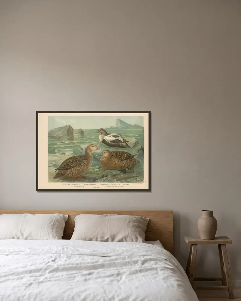 Somateria spectabilis, Somateria mollissima von Johann Friedrich Naumann gerahmt an einer Wand