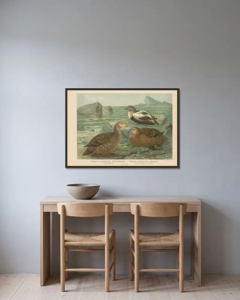 Somateria spectabilis, Somateria mollissima von Johann Friedrich Naumann gerahmt an einer Wand