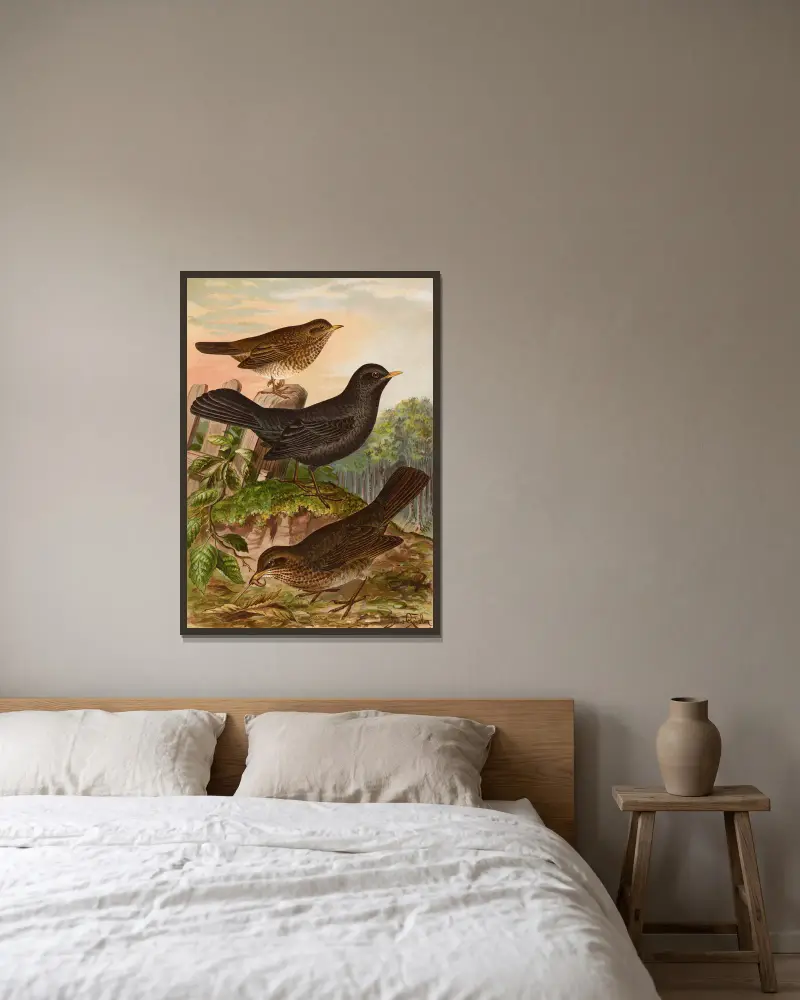 Turdus merula von Johann Friedrich Naumann gerahmt an einer Wand