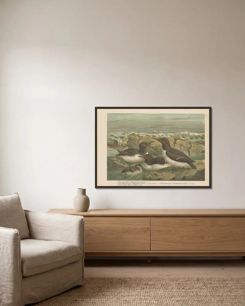 Uria lomvia, Uria Brünnichi, Uria rhingvia, Nr. 2 von Johann Friedrich Naumann gerahmt an einer Wand