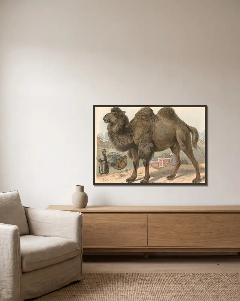 Dvouhrbý velbloud (Camelus bactrianus), Friedrich Specht v rámu na stěně