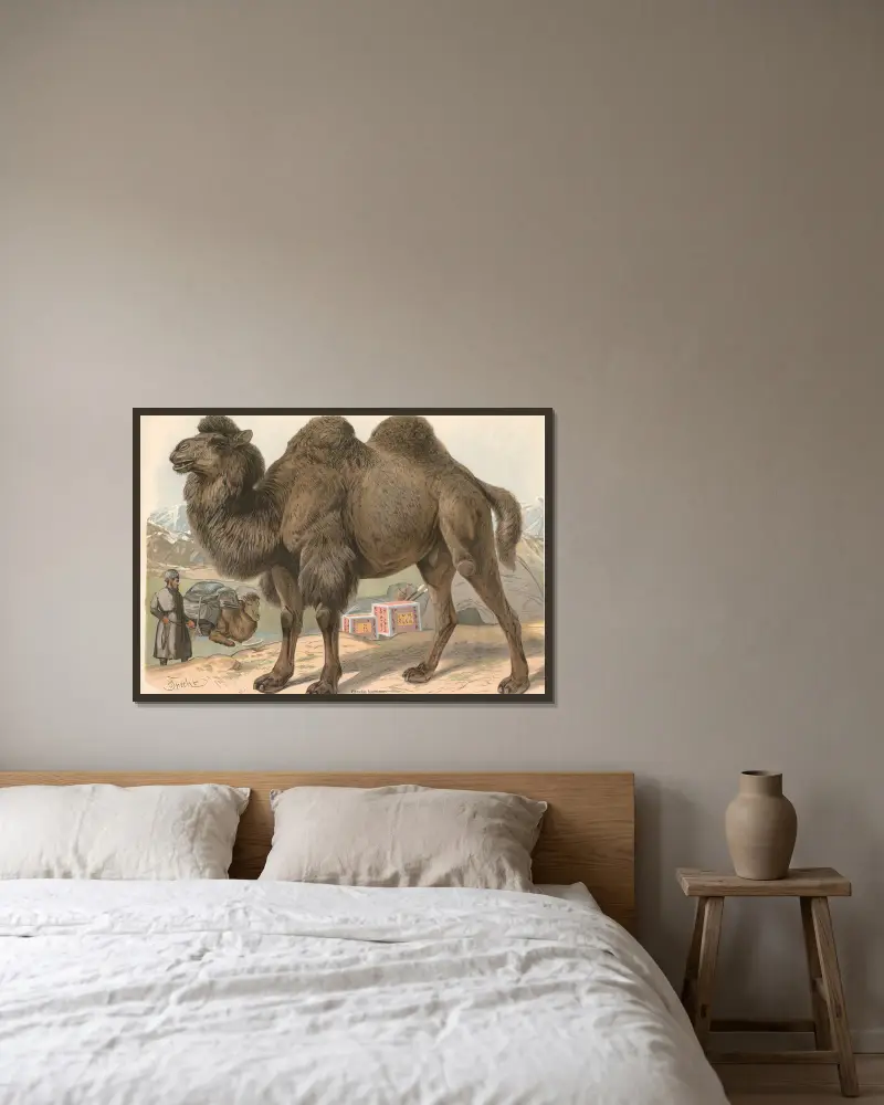 Dvouhrbý velbloud (Camelus bactrianus), Friedrich Specht v rámu na stěně
