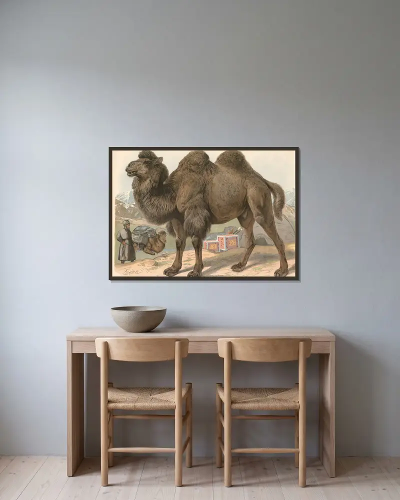 Dvouhrbý velbloud (Camelus bactrianus), Friedrich Specht v rámu na stěně