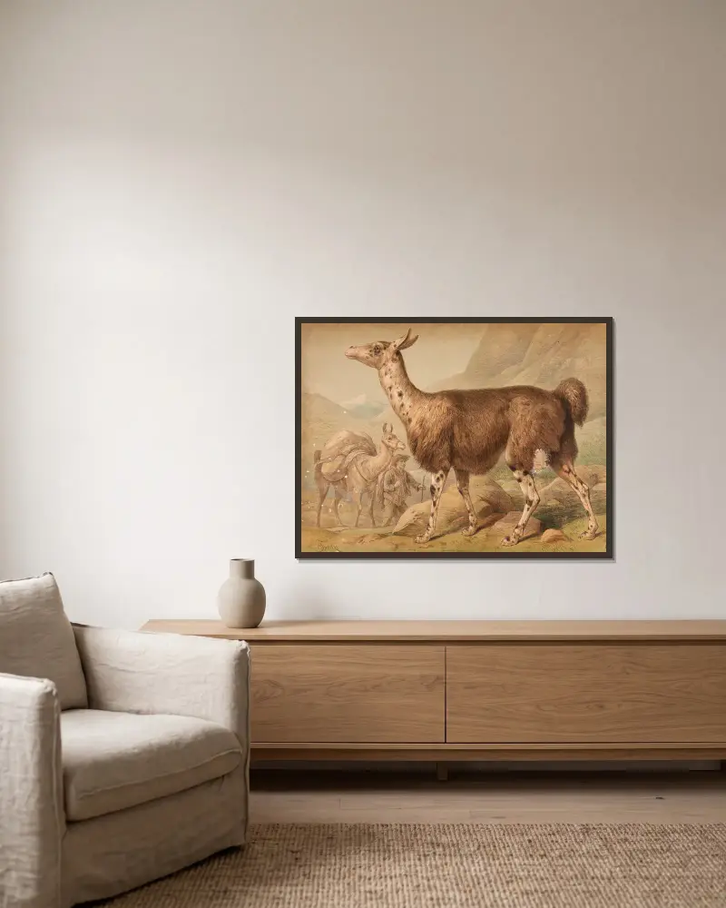 Lama (Auchenia Lama), Friedrich Specht w ramie na ścianie