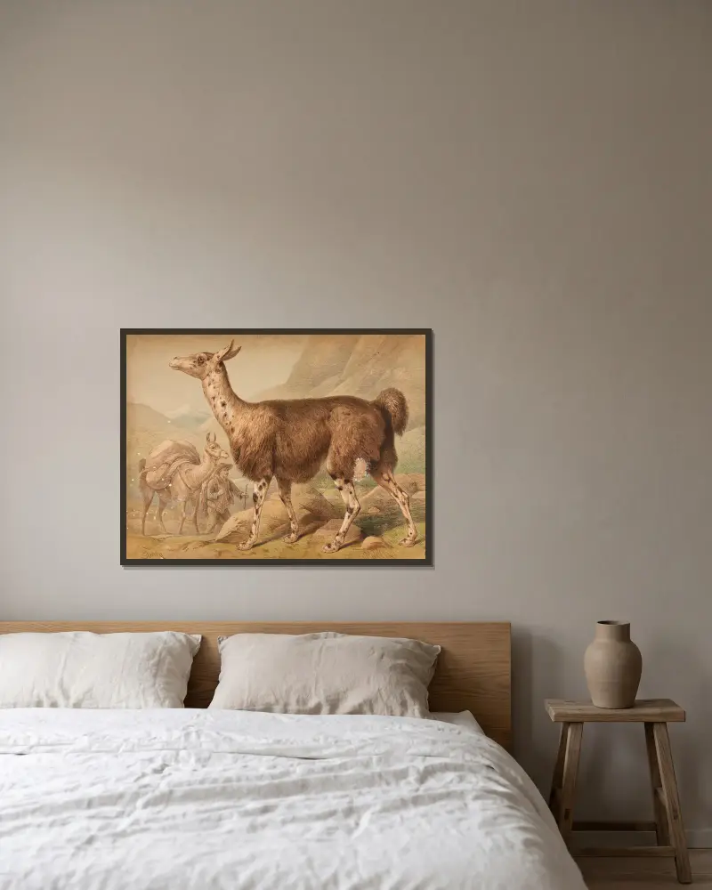 Lama (Auchenia Lama), Friedrich Specht w ramie na ścianie