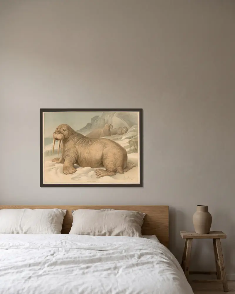 Trichechus rosmarus, Friedrich Specht v rámu na stěně