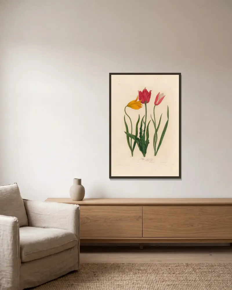 1. Tulipa sylvestris 2. Tulipa Oculus solis 3. Tulipa Oculus Clusiana von Gaetano Savi gerahmt an einer Wand