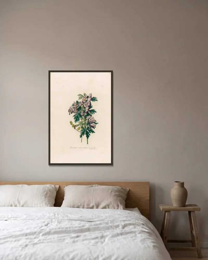 Aconitum intermedium versicolor, Gaetano Savi w ramie na ścianie