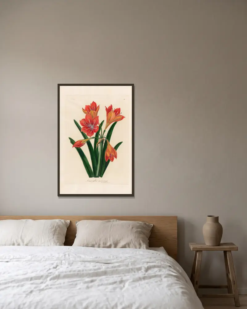 Amaryllis mexicana av Gaetano Savi inramad på en vägg