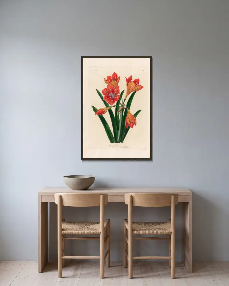 Amaryllis mexicana av Gaetano Savi inramad på en vägg