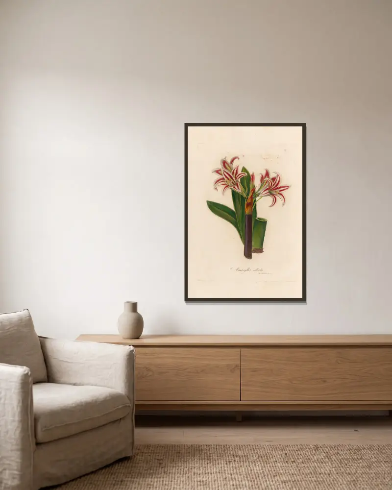 Amaryllis vittata, Gaetano Savi w ramie na ścianie